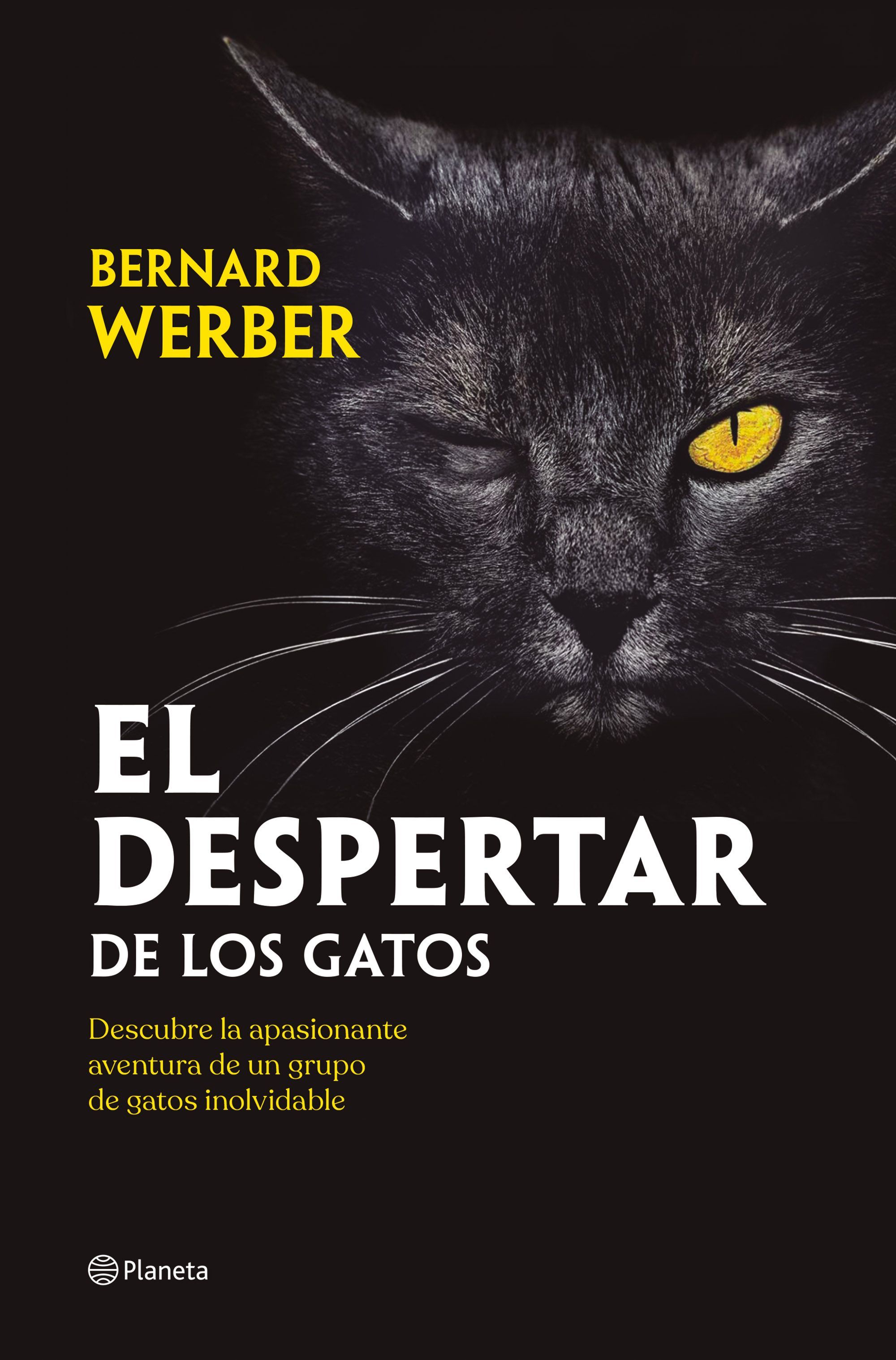 EL DESPERTAR DE LOS GATOS. 