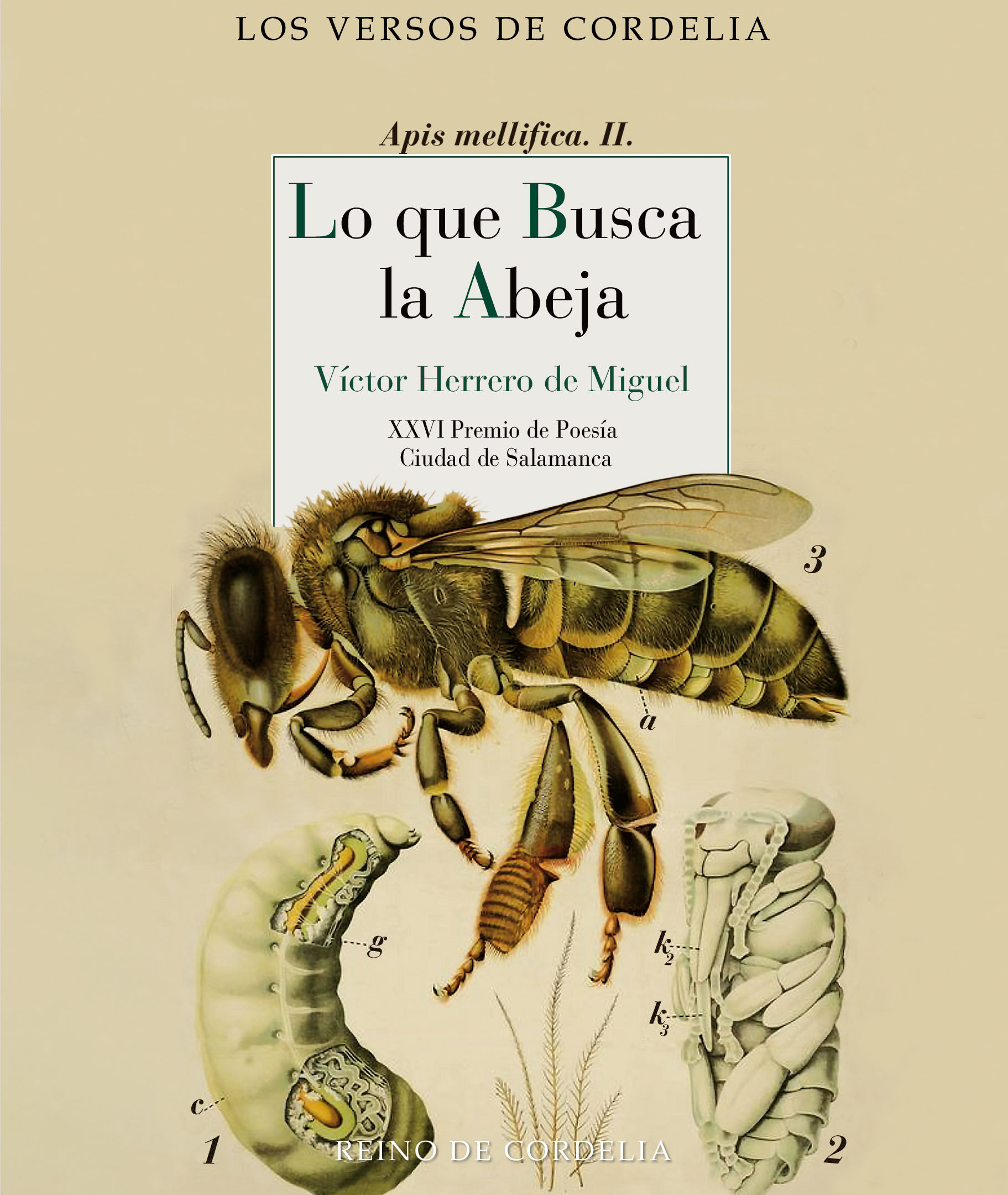 LO QUE BUSCA LA ABEJA. XXVI PREMIO DE POESÍA CIUDAD DE SALAMANCA