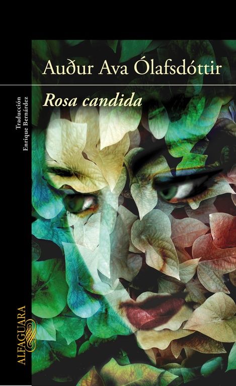 ROSA CANDIDA. 