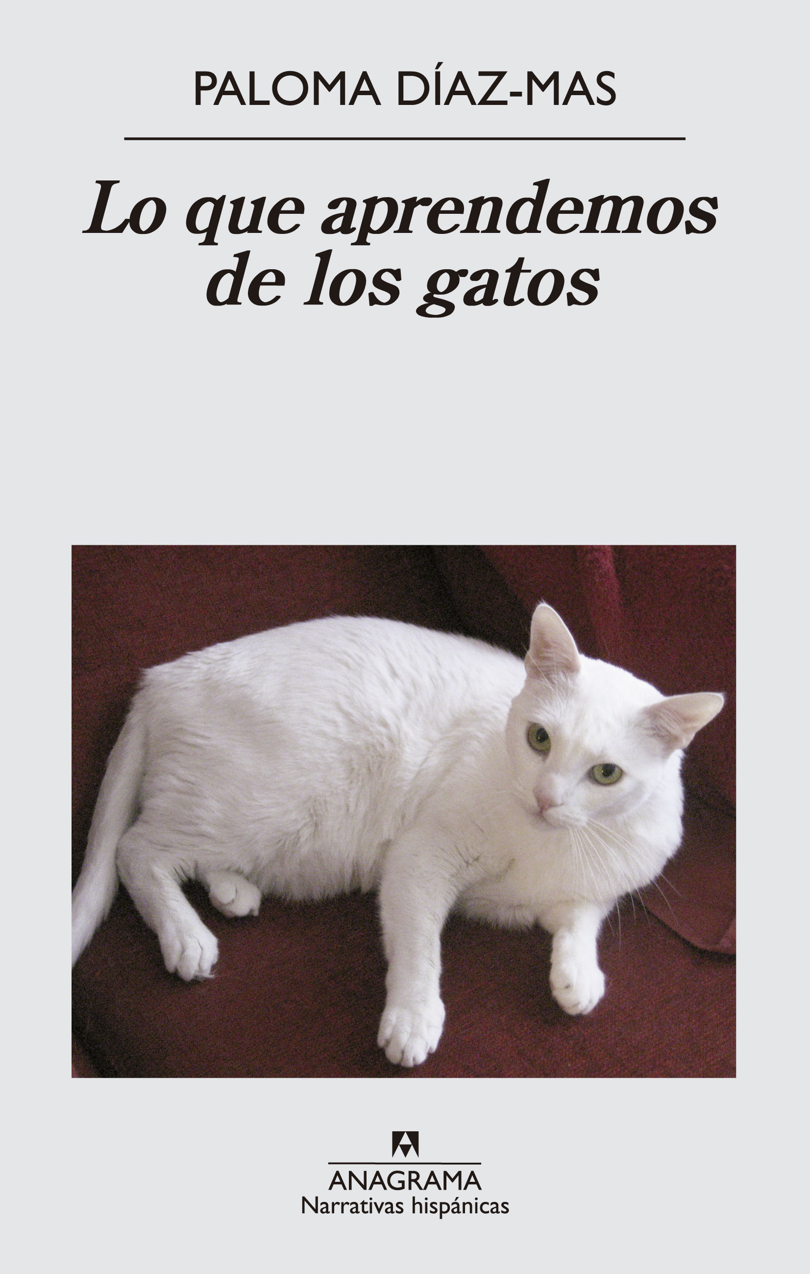 LO QUE APRENDEMOS DE LOS GATOS. 